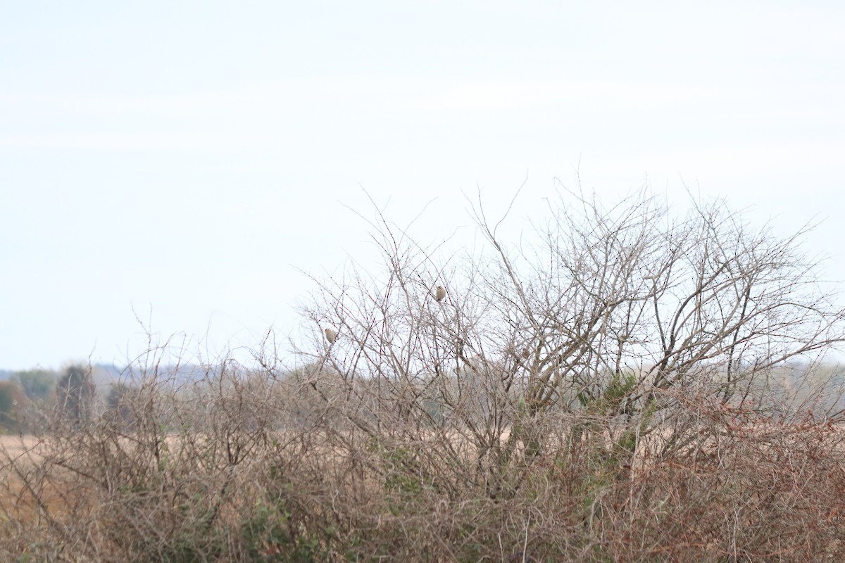 White-crowned Sparrow - ML643325875