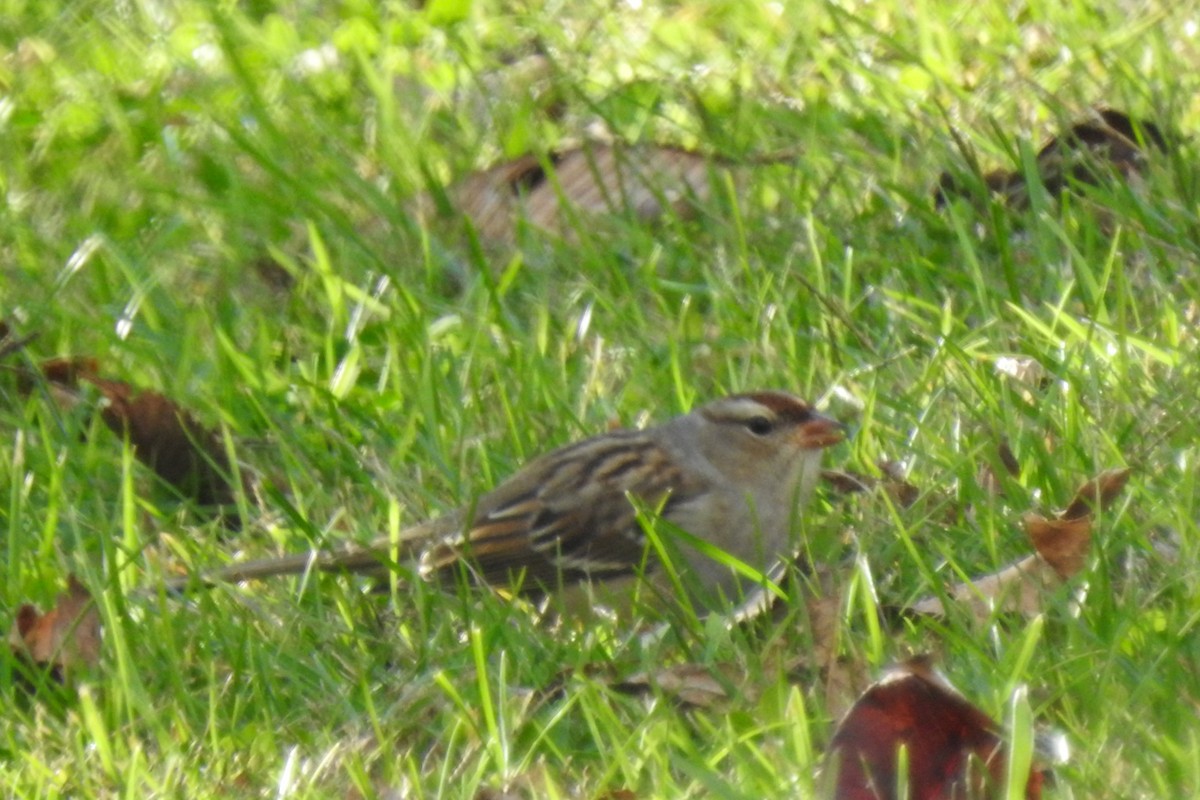 White-crowned Sparrow - ML643325889