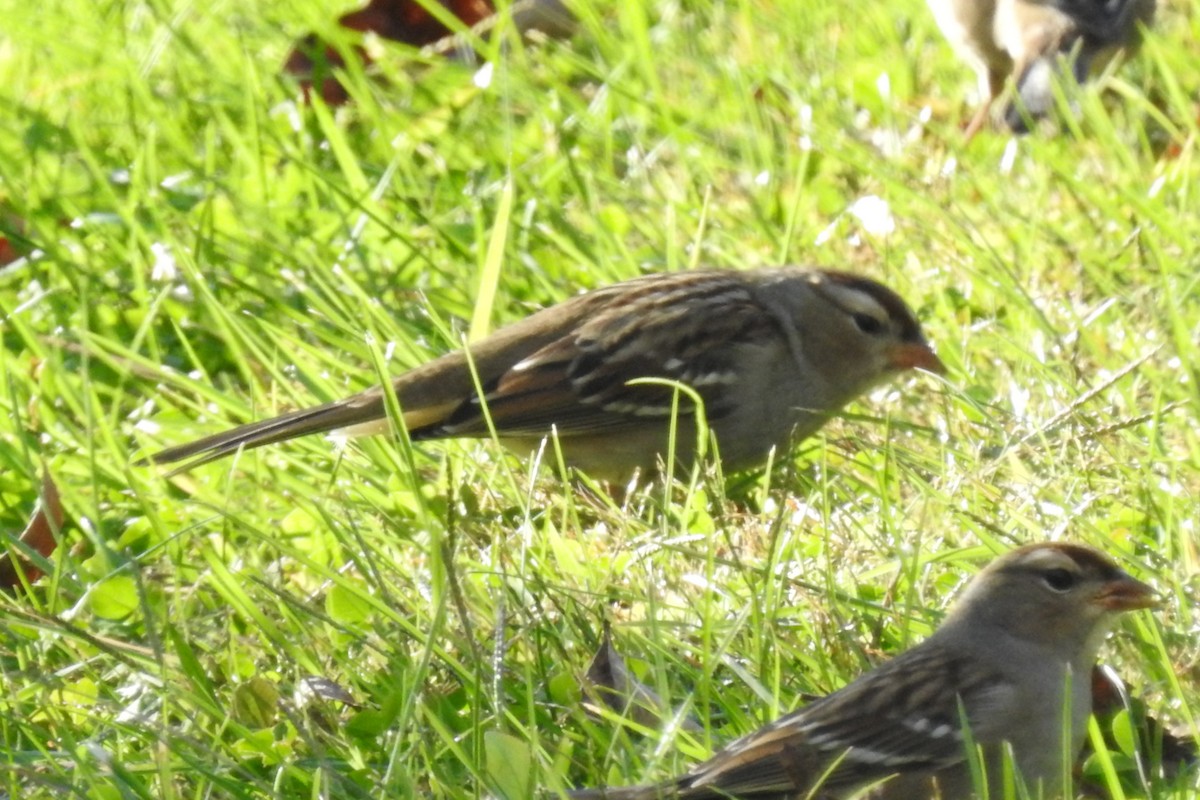 White-crowned Sparrow - ML643325890