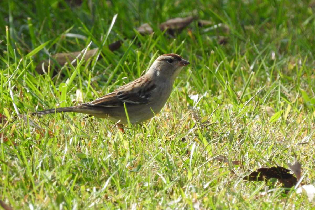 White-crowned Sparrow - ML643325891