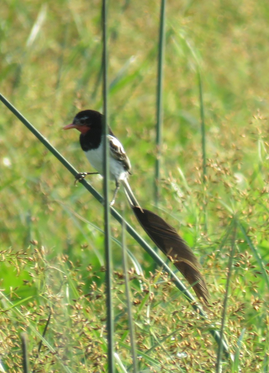 Strange-tailed Tyrant - ML643325898