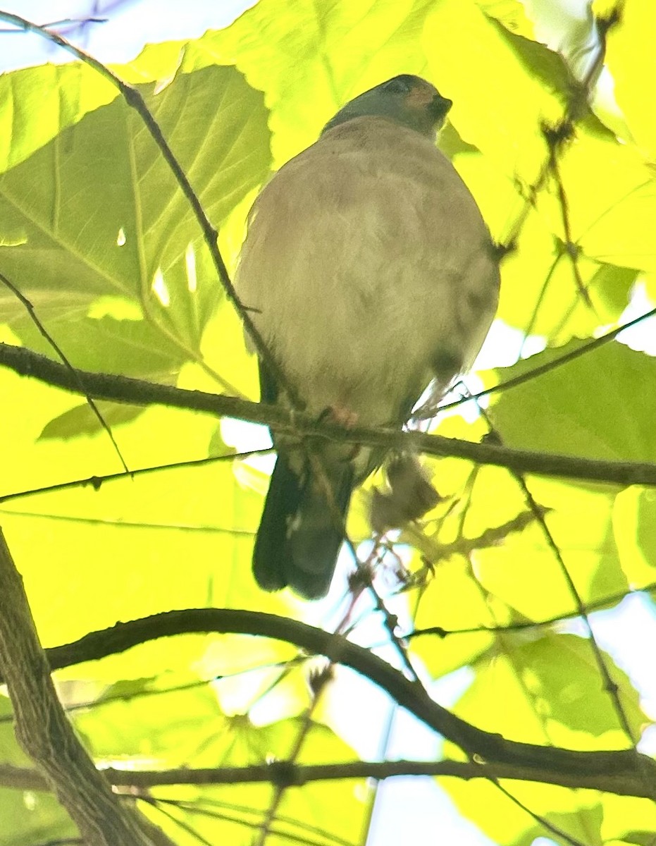 Spot-tailed Goshawk - ML643325899