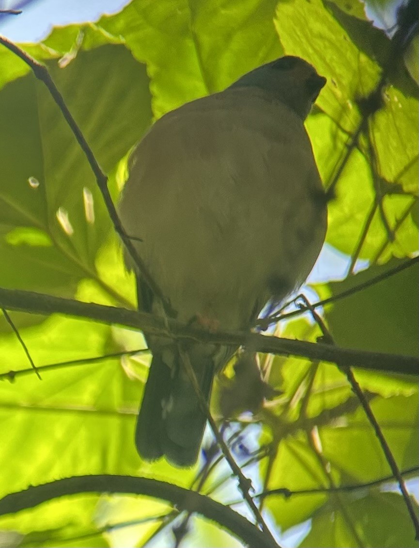 Spot-tailed Goshawk - ML643325900
