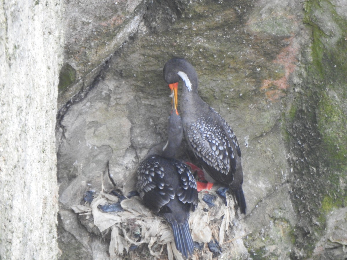 Red-legged Cormorant - ML643325940