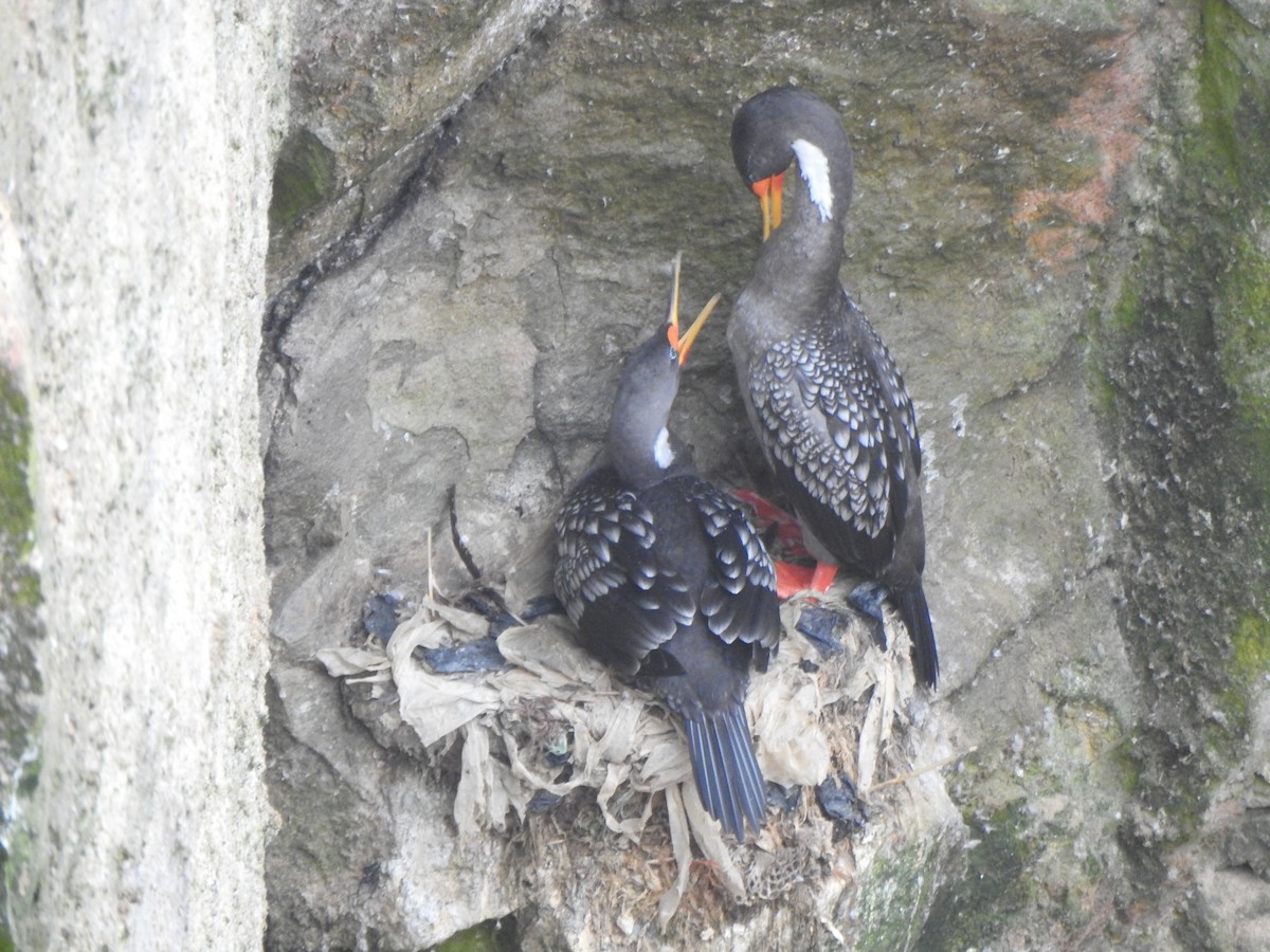 Red-legged Cormorant - ML643325941