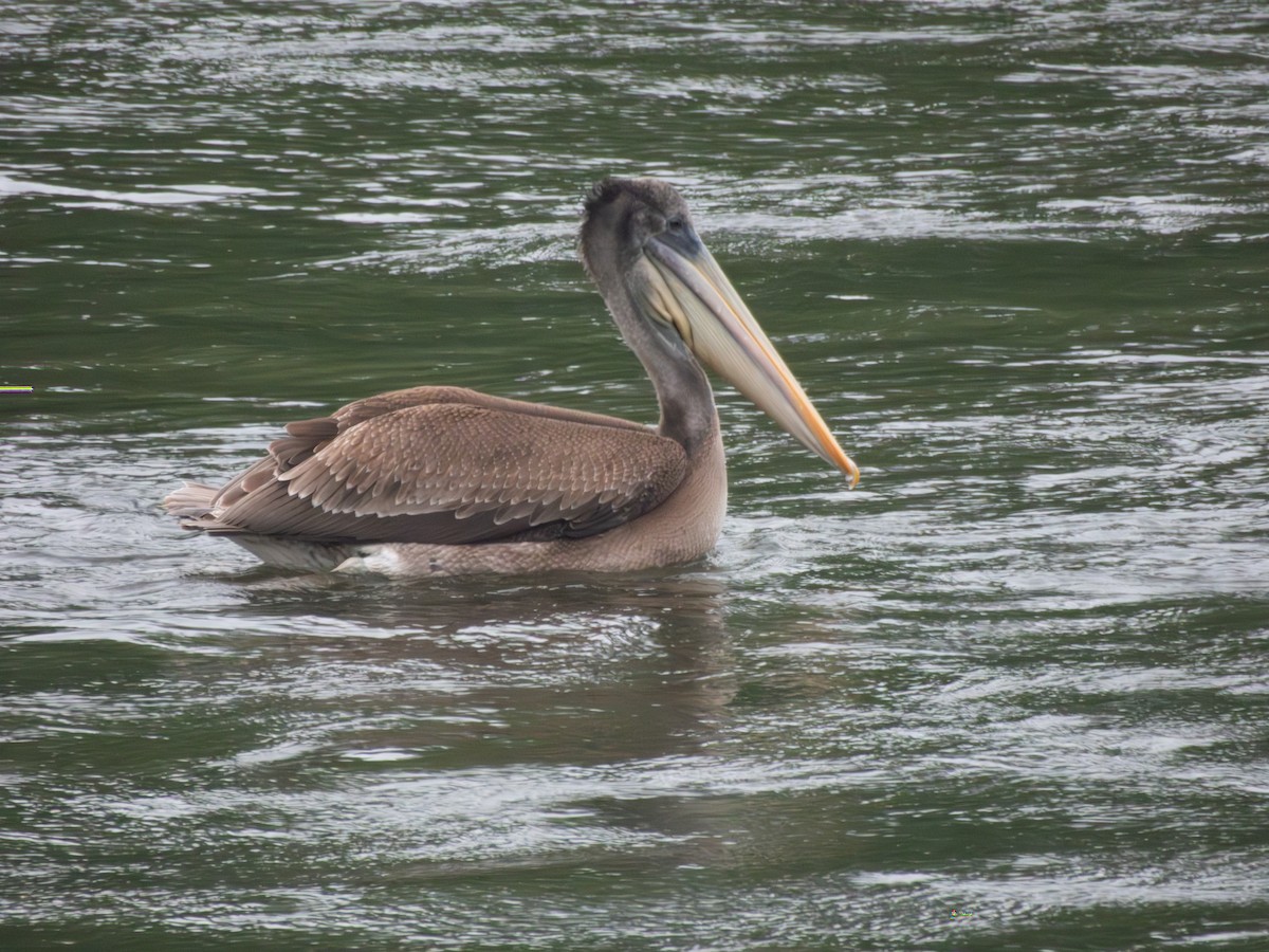 Peruvian Pelican - ML643325951