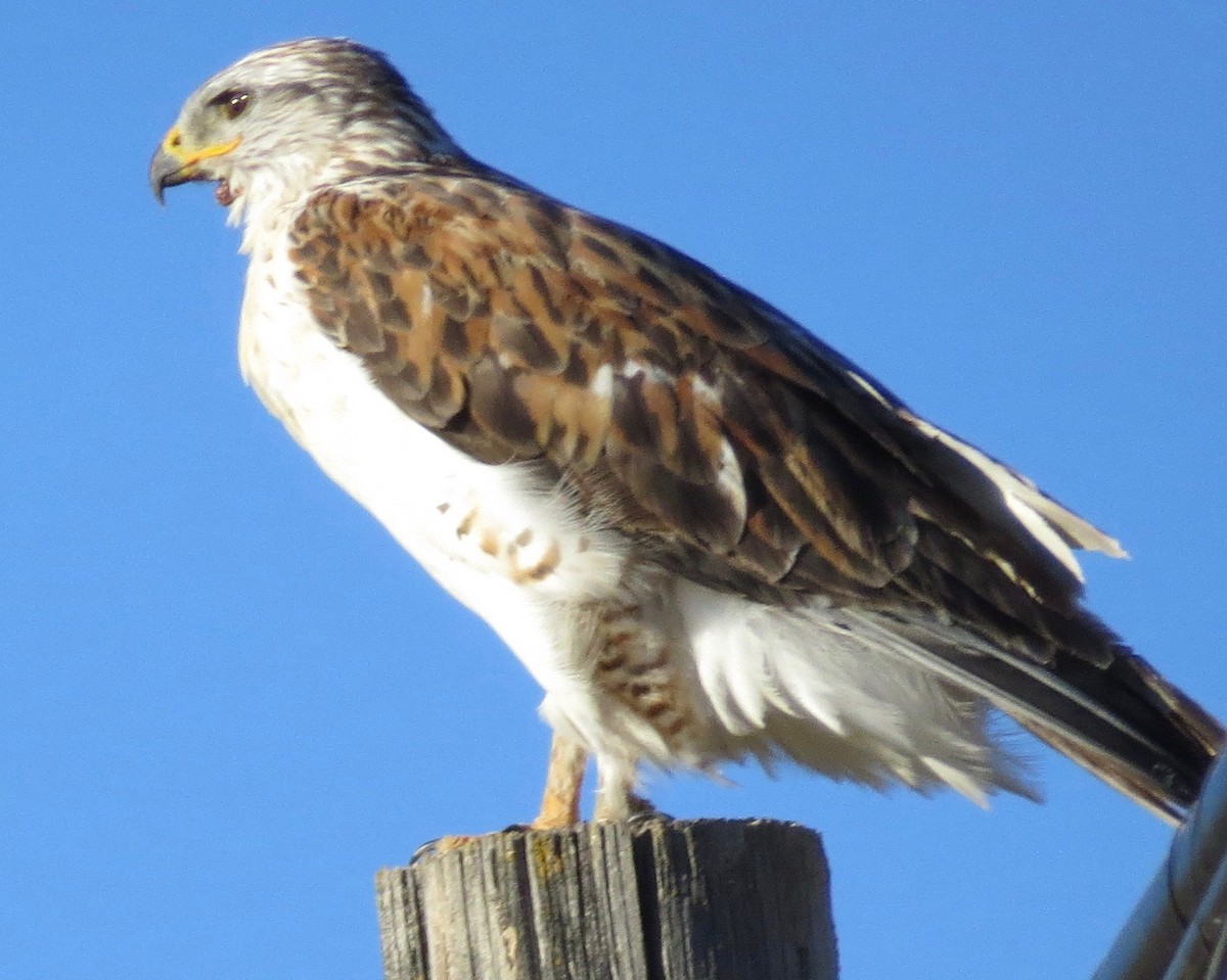 Ferruginous Hawk - ML643325957