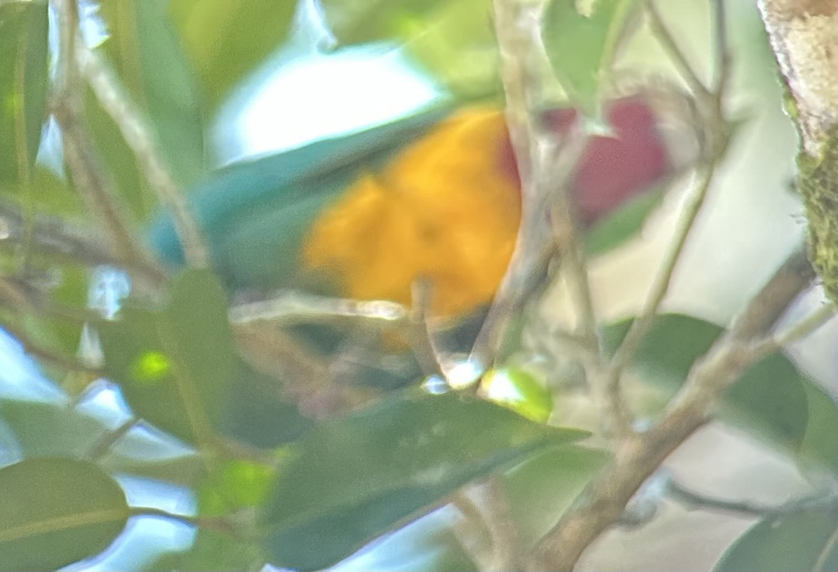 Black-naped Fruit-Dove - ML643325968