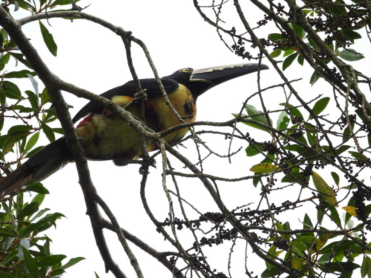 Collared Aracari - ML643325977