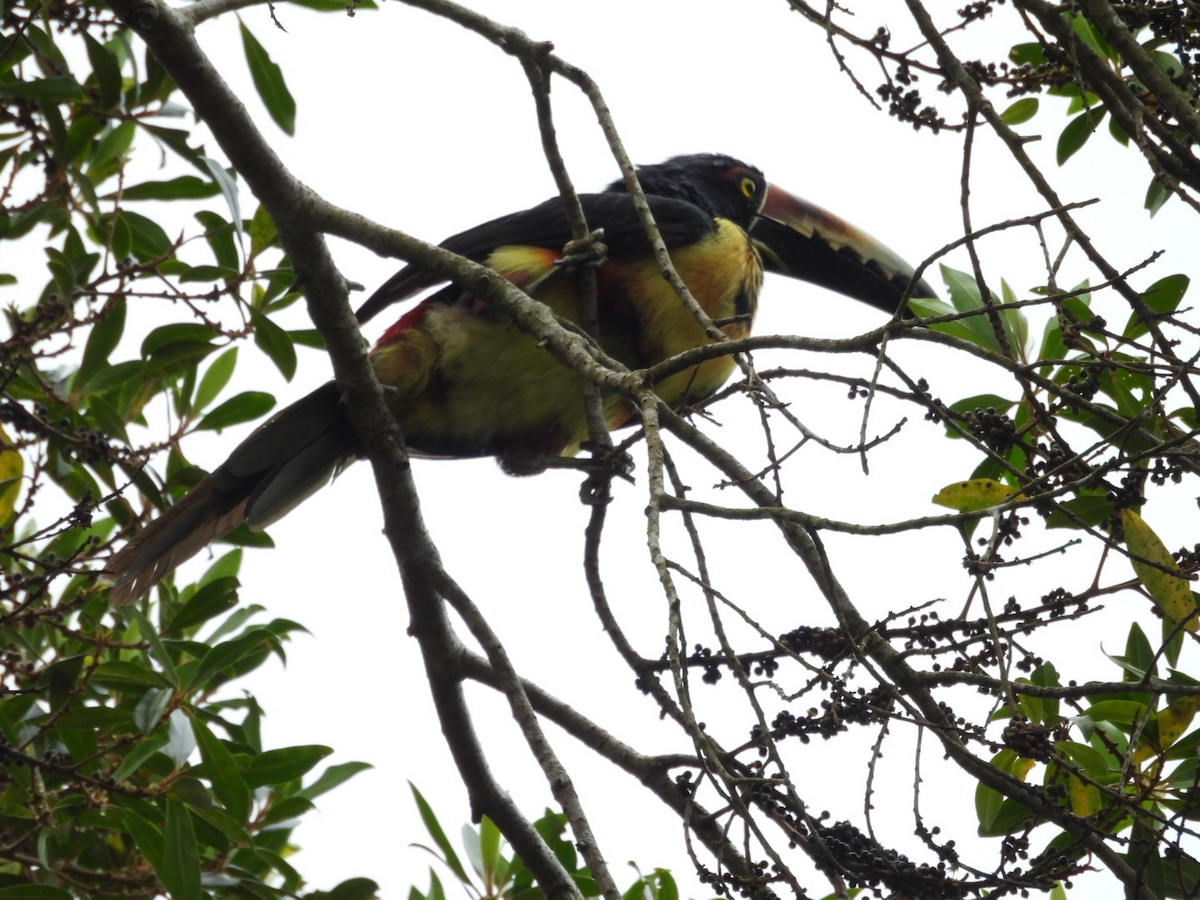 Collared Aracari - ML643325978