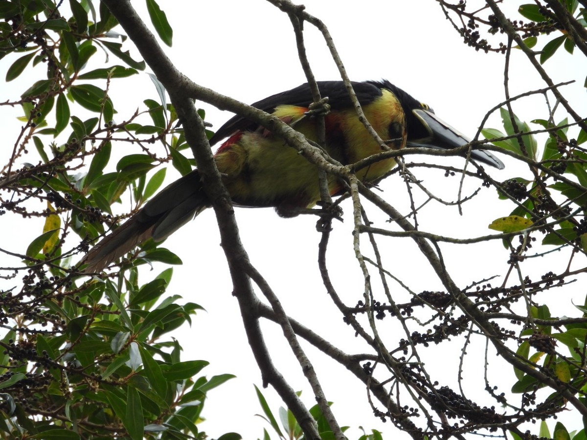 Collared Aracari - ML643325979
