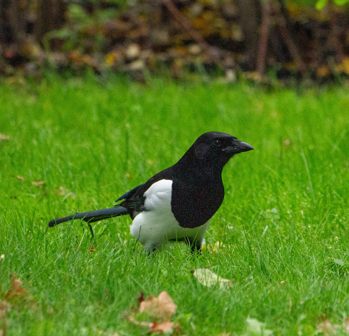 Eurasian Magpie - ML643325990