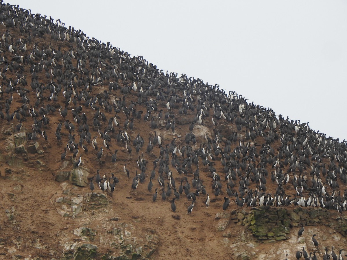 Guano Karabatağı - ML643326044