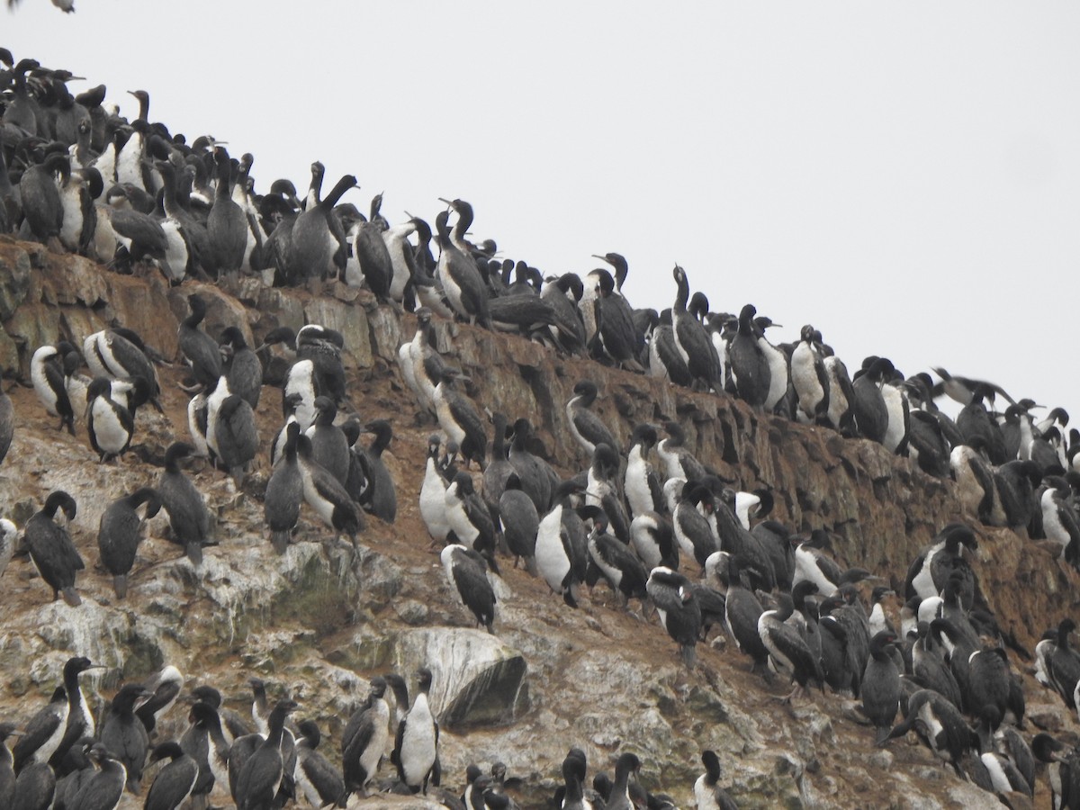 Guano Karabatağı - ML643326045