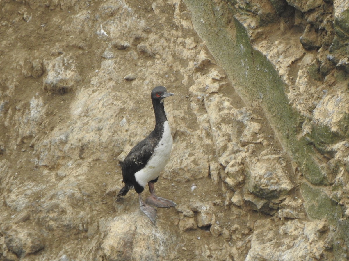 Guano Karabatağı - ML643326047