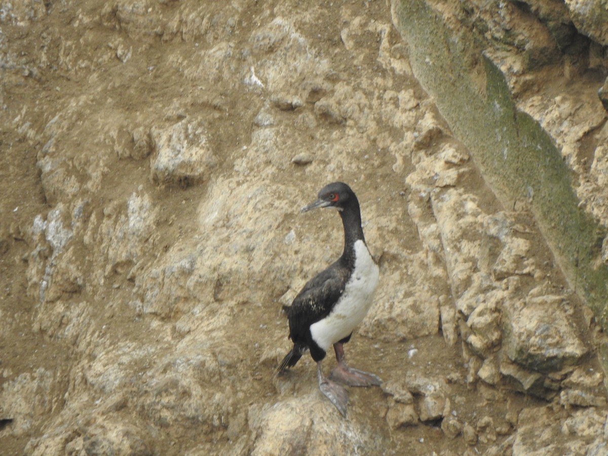 Guano Karabatağı - ML643326048