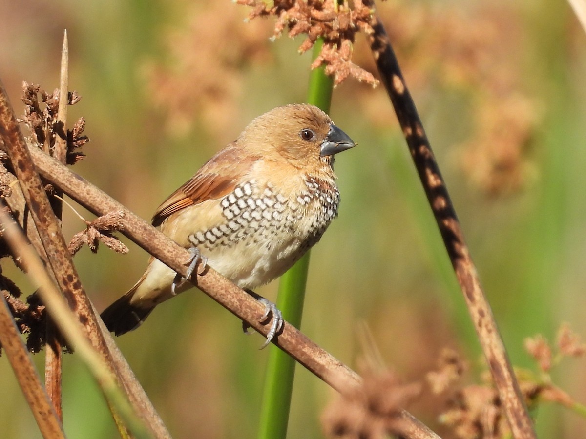 Scaly-breasted Munia - ML643326096
