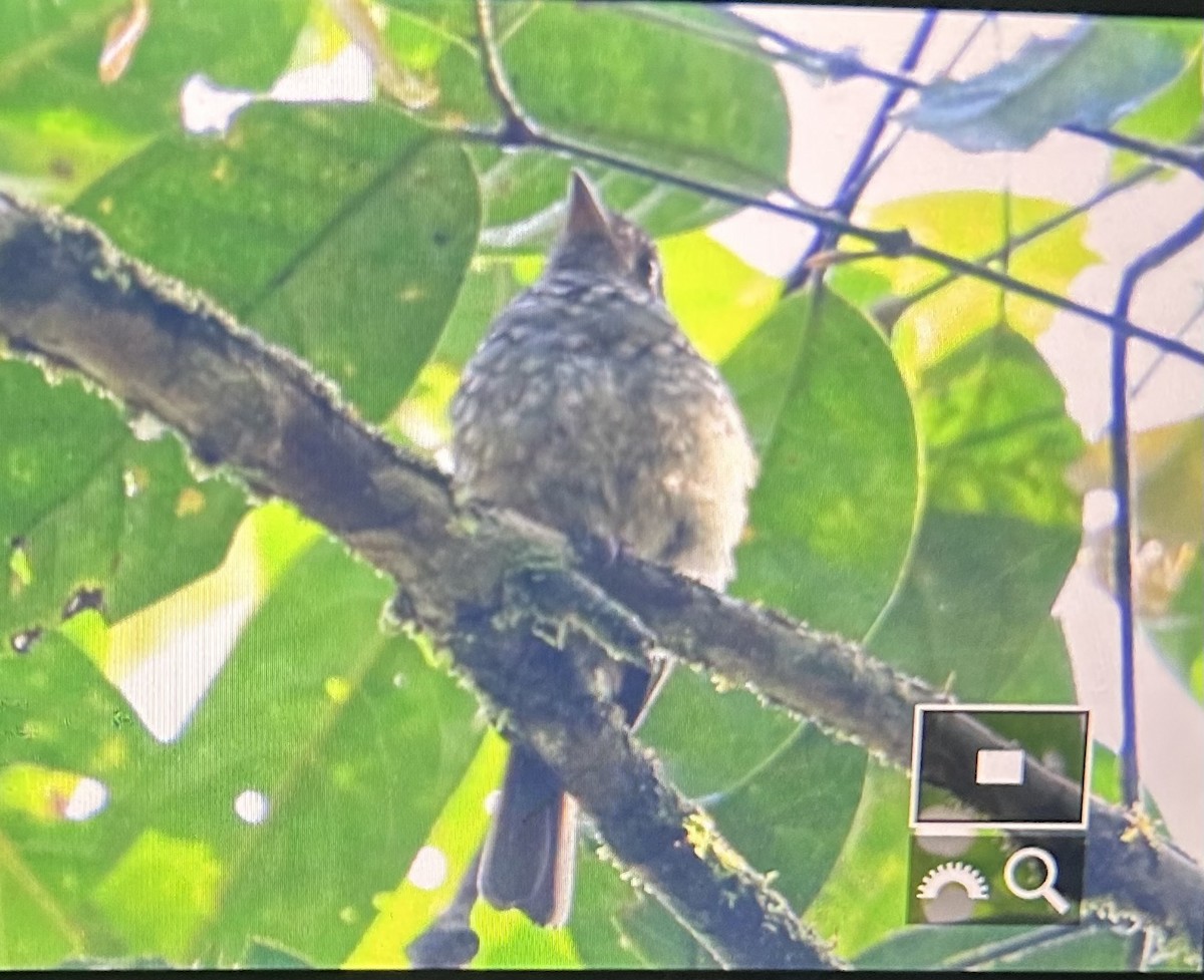 Matinan Flycatcher - ML643326101