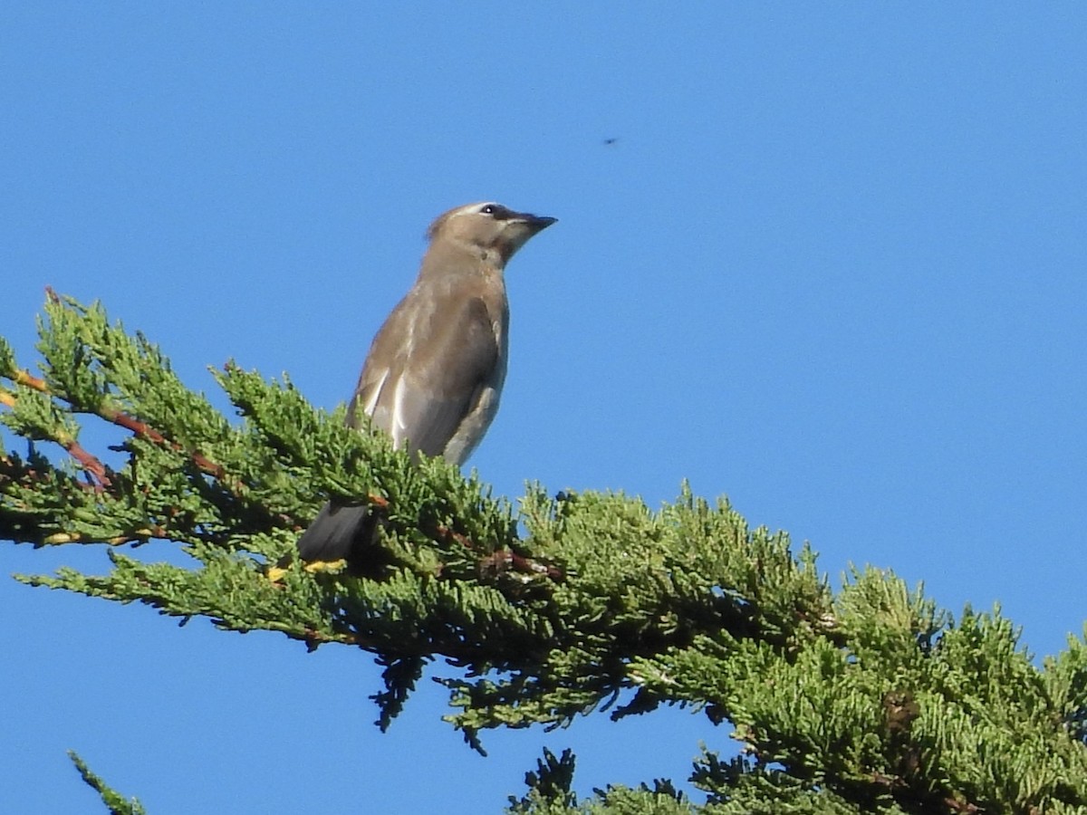 Cedar Waxwing - ML643326153