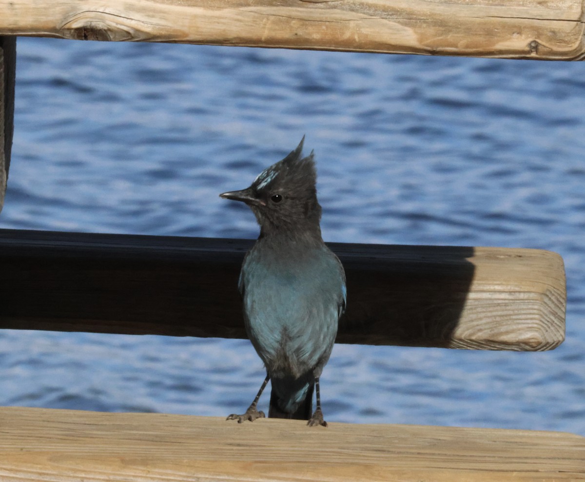 Steller's Jay - ML643326155