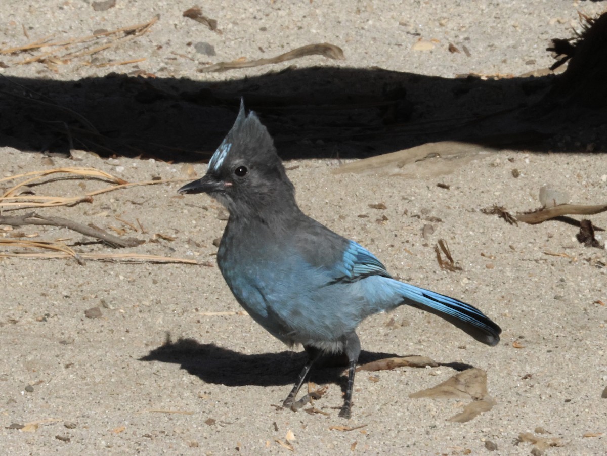 Steller's Jay - ML643326156