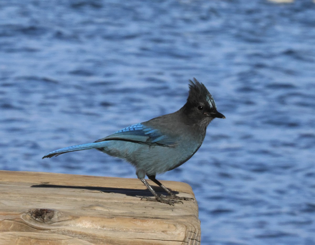 Steller's Jay - ML643326157