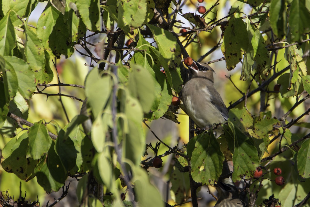 Cedar Waxwing - ML643326193