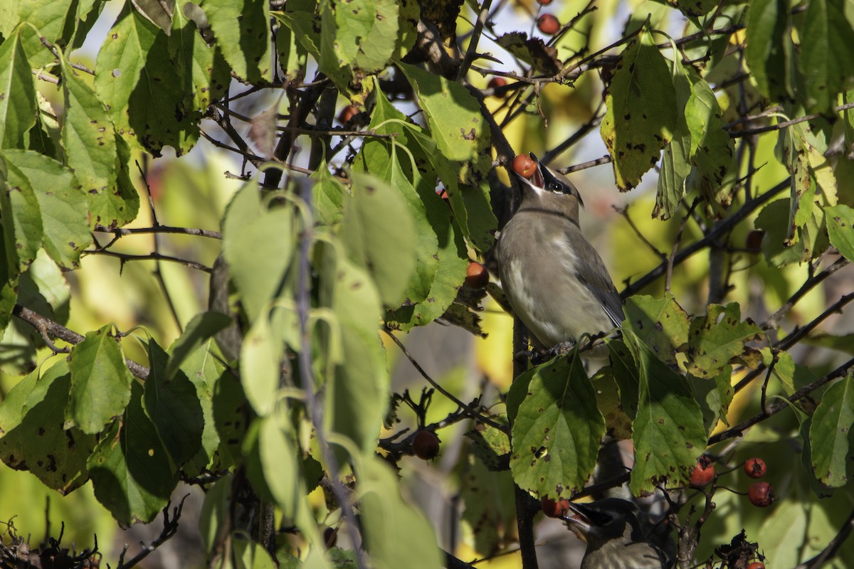 Cedar Waxwing - ML643326194