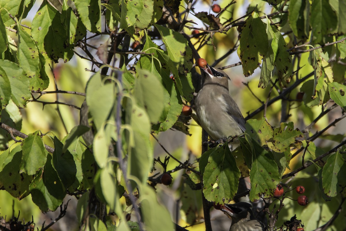 Cedar Waxwing - ML643326195