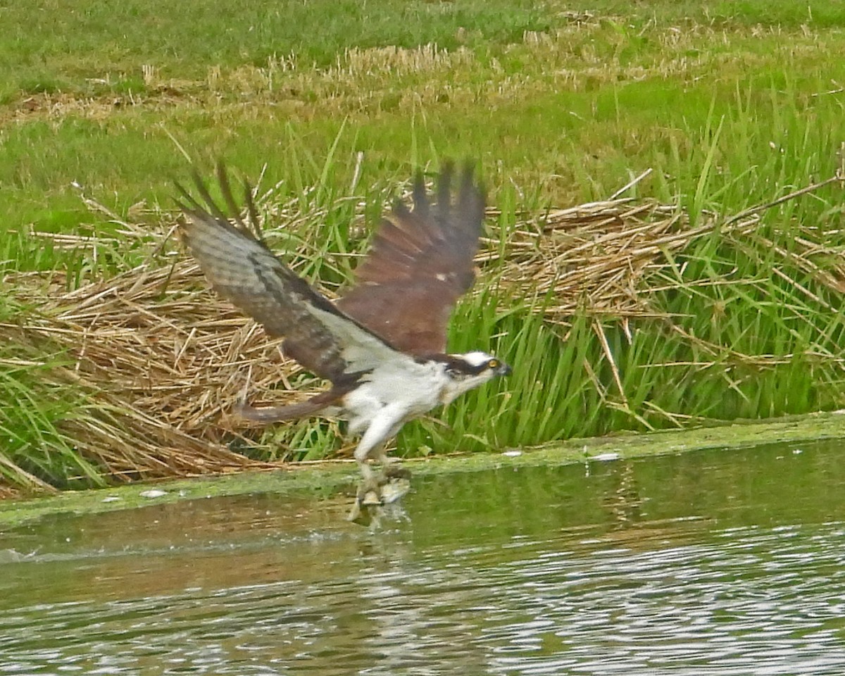 Balbuzard pêcheur - ML643326196