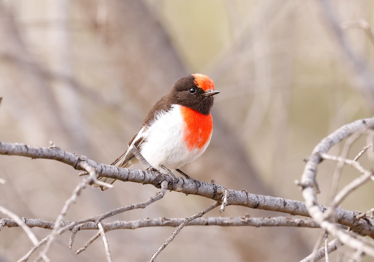 Red-capped Robin - ML643326207