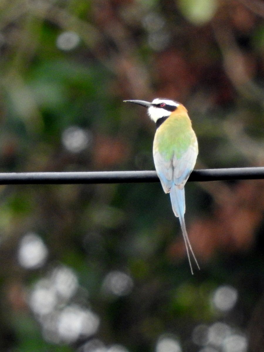 White-throated Bee-eater - ML643326239