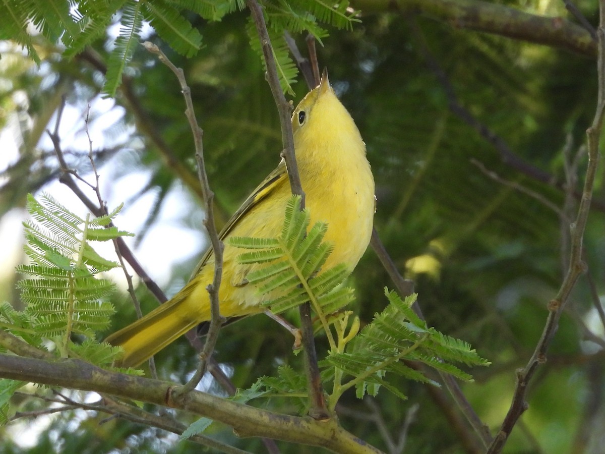 Paruline jaune - ML643326241
