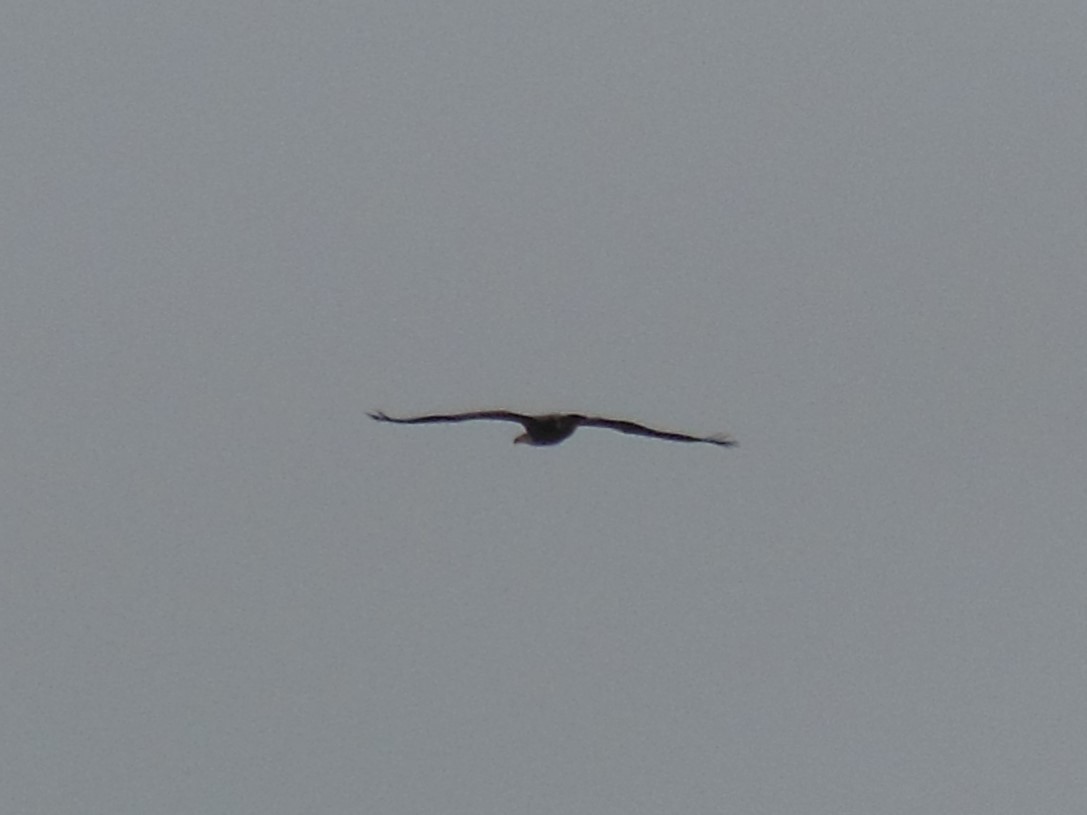 Bald Eagle - ML643326253