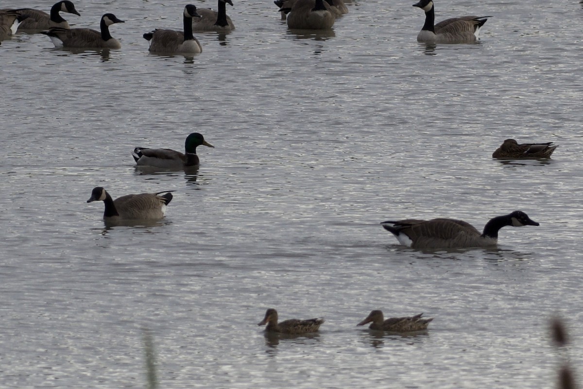 Cackling Goose - ML643326258