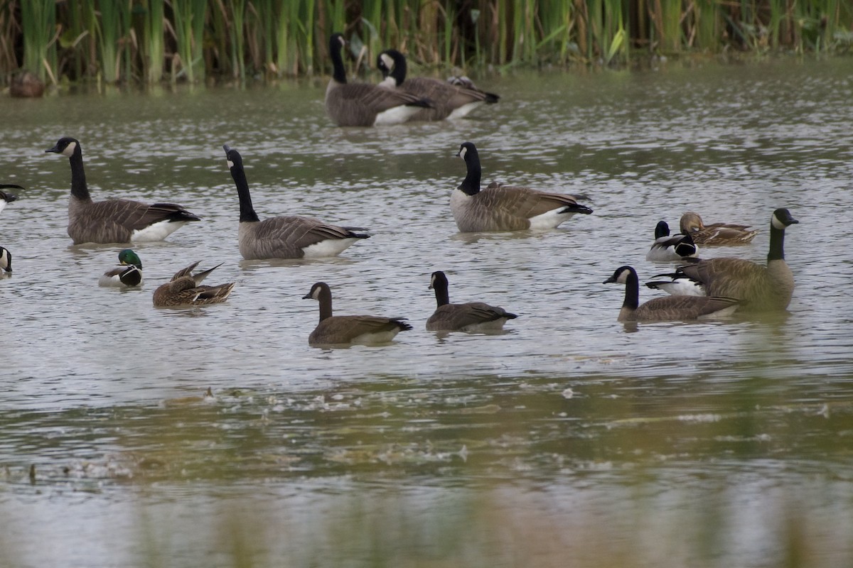 Cackling Goose - ML643326259
