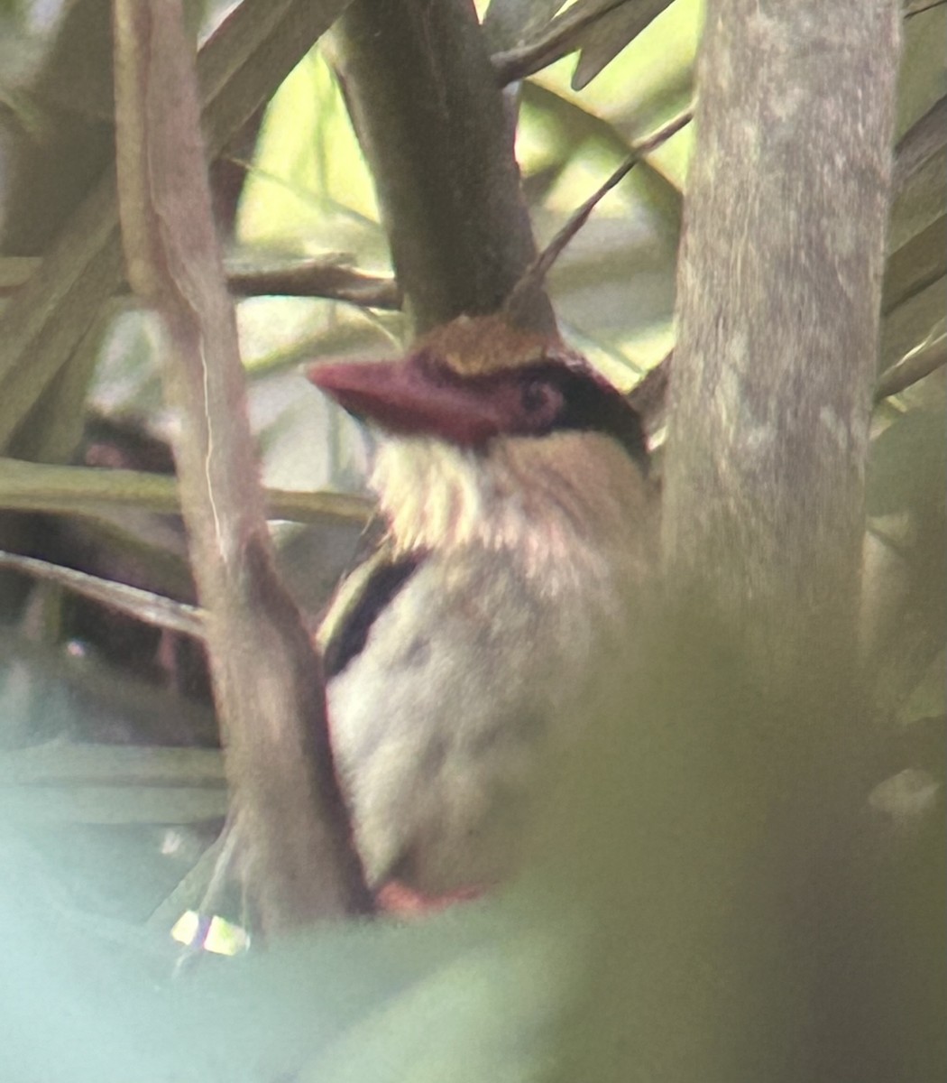 Sulawesi Lilac Kingfisher - ML643326270