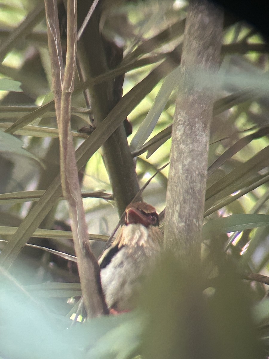 Sulawesi Lilac Kingfisher - ML643326271