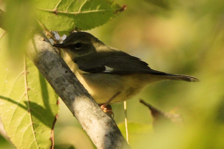 Black-throated Blue Warbler - ML643326312