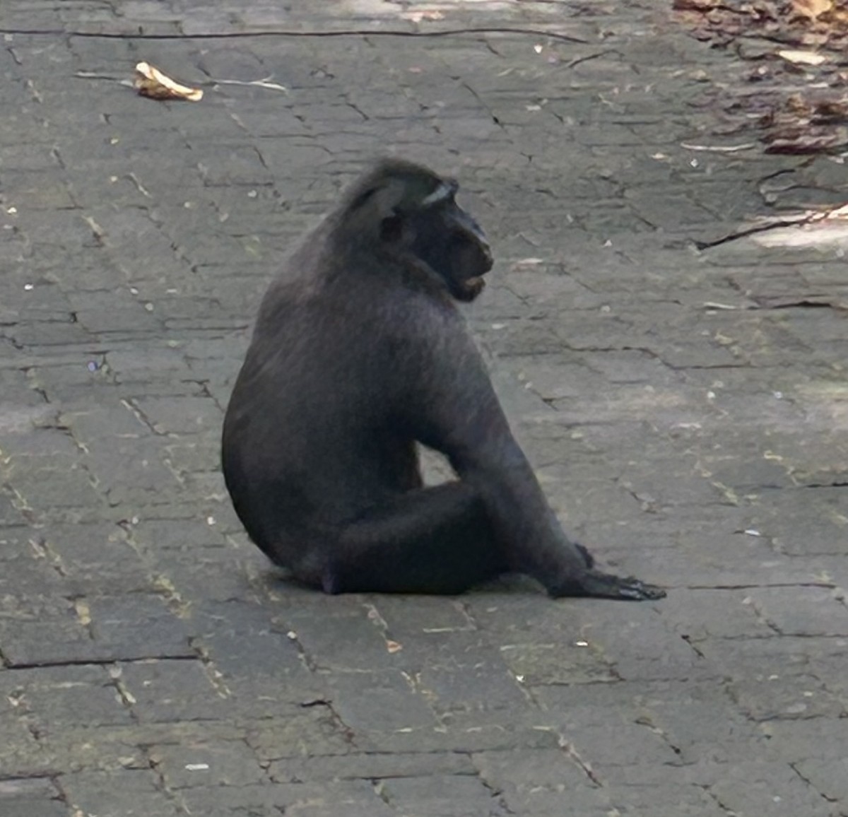 Animals - ML643326332