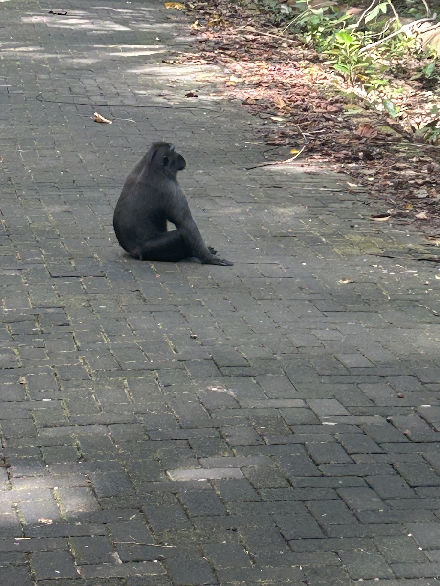 Animals - ML643326333