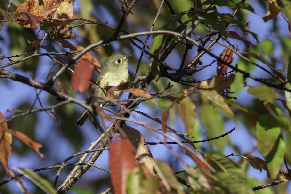 Ruby-crowned Kinglet - ML643326367