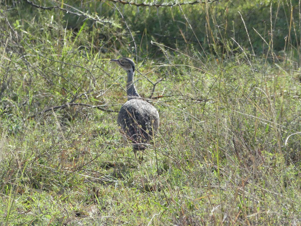White-bellied Bustard - ML643326368