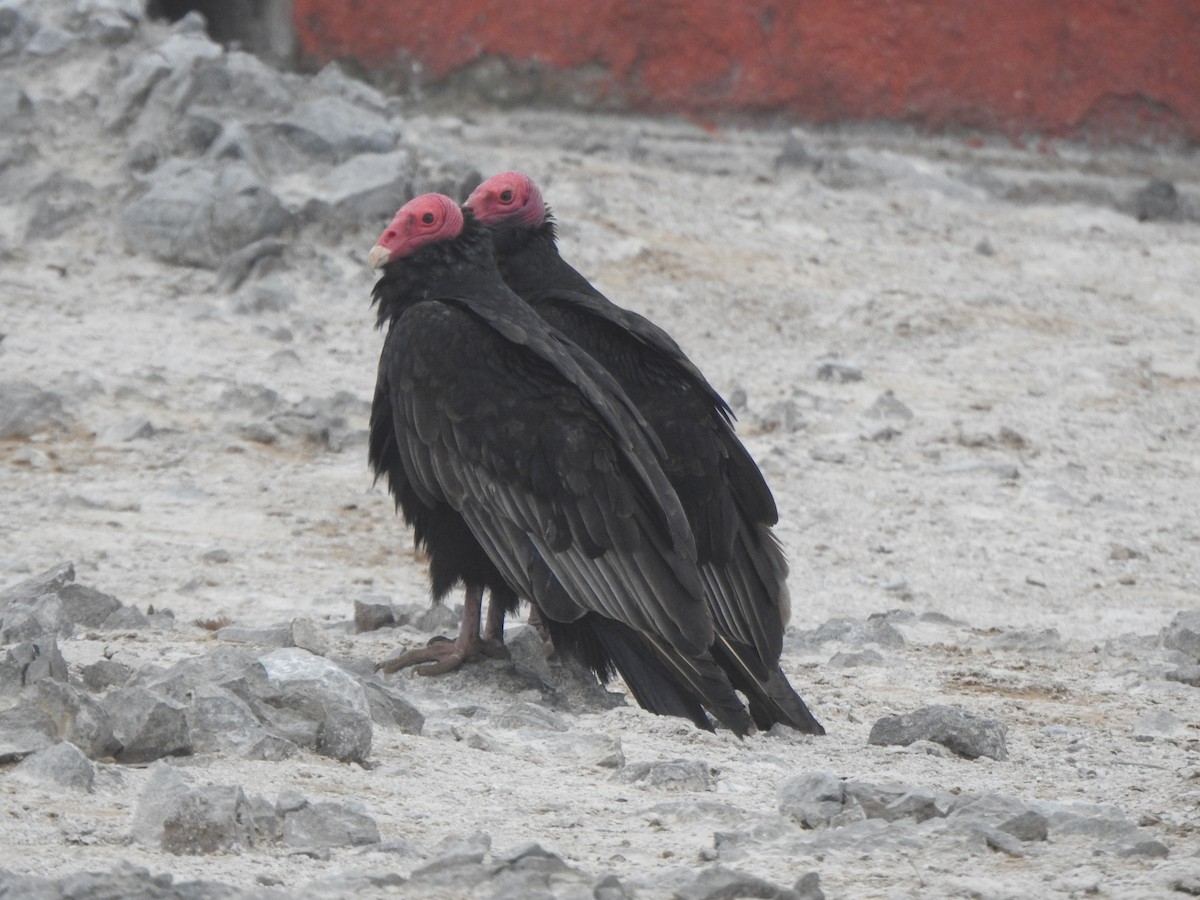 Turkey Vulture - ML643326394