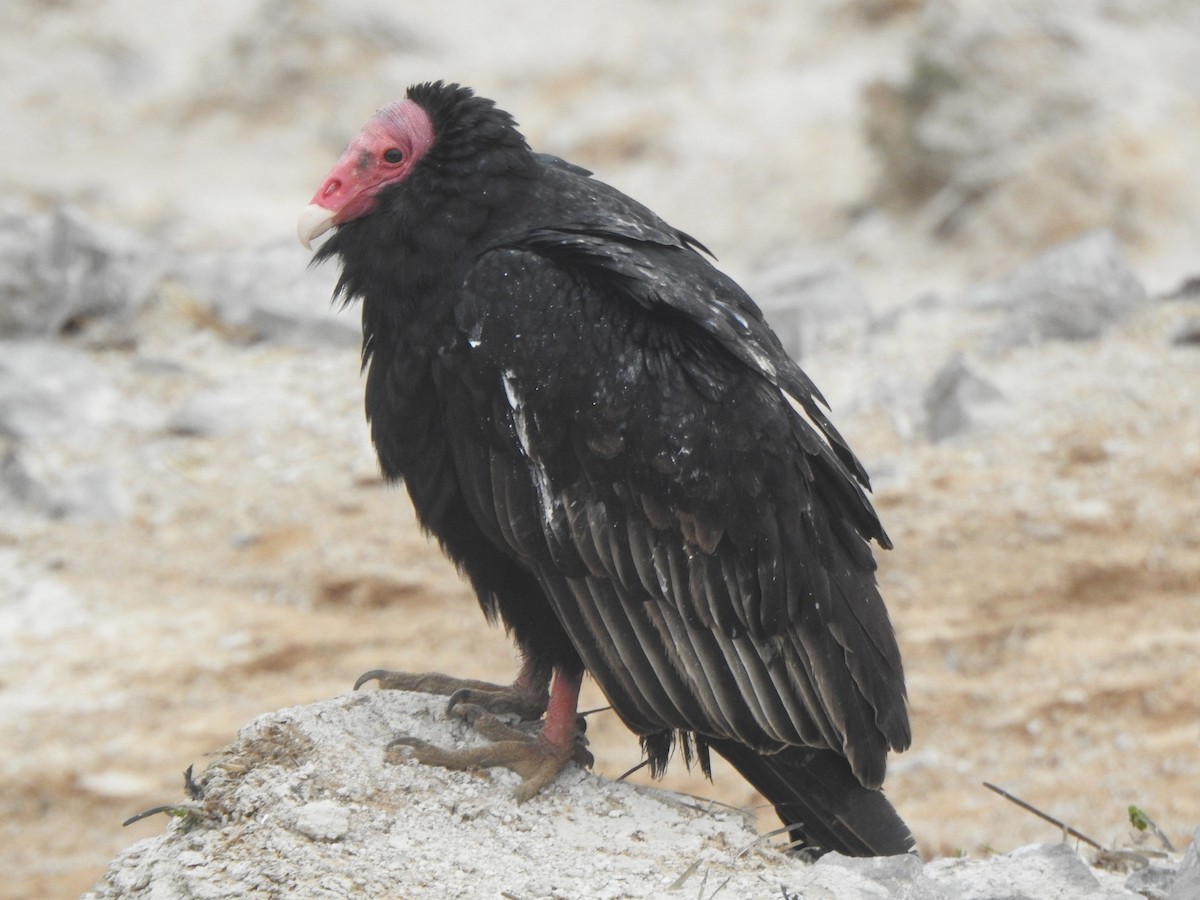 Turkey Vulture - ML643326395