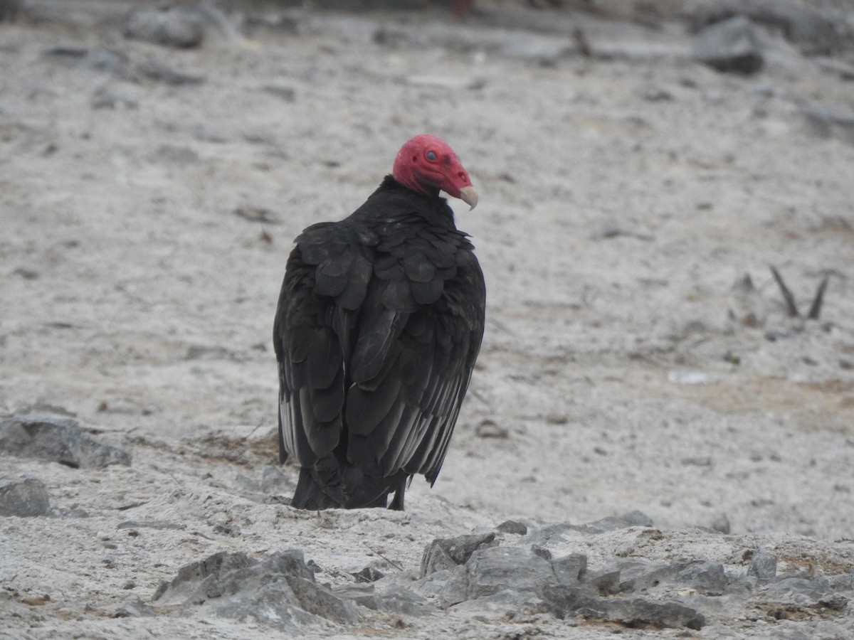 Turkey Vulture - ML643326396