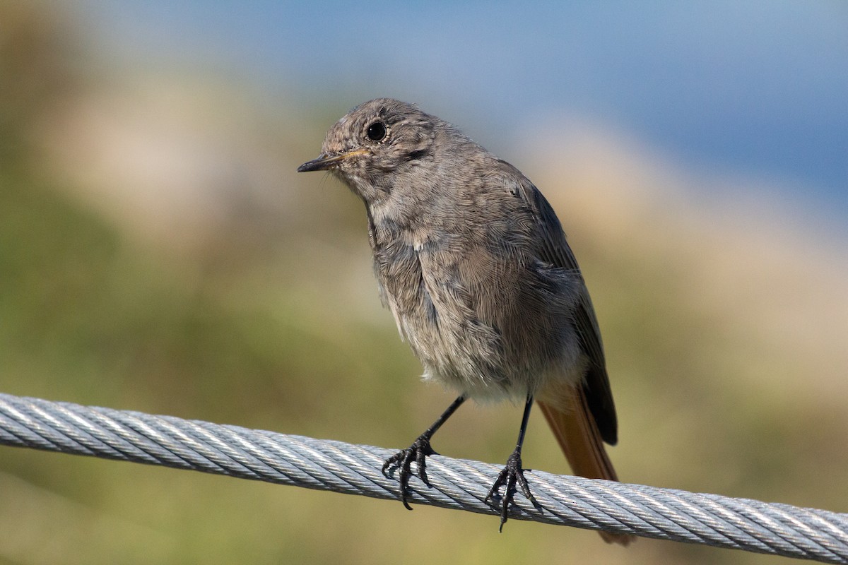 Black Redstart - ML643326408