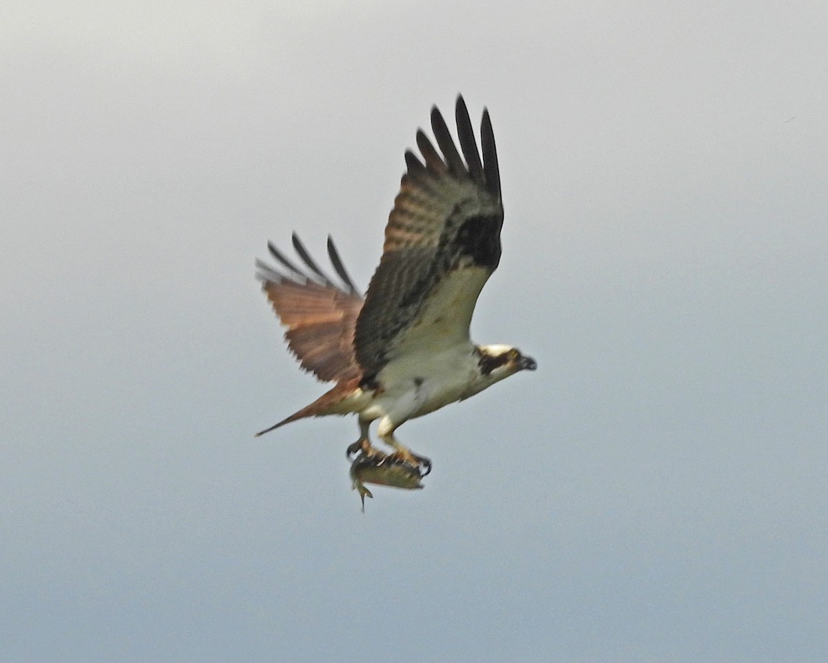 Balbuzard pêcheur - ML643326410
