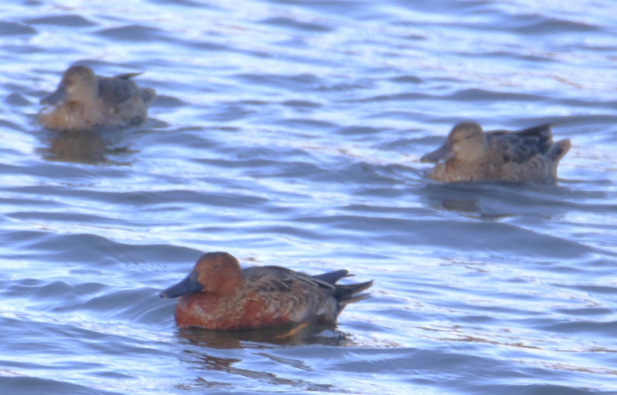 Cinnamon Teal - ML643326420