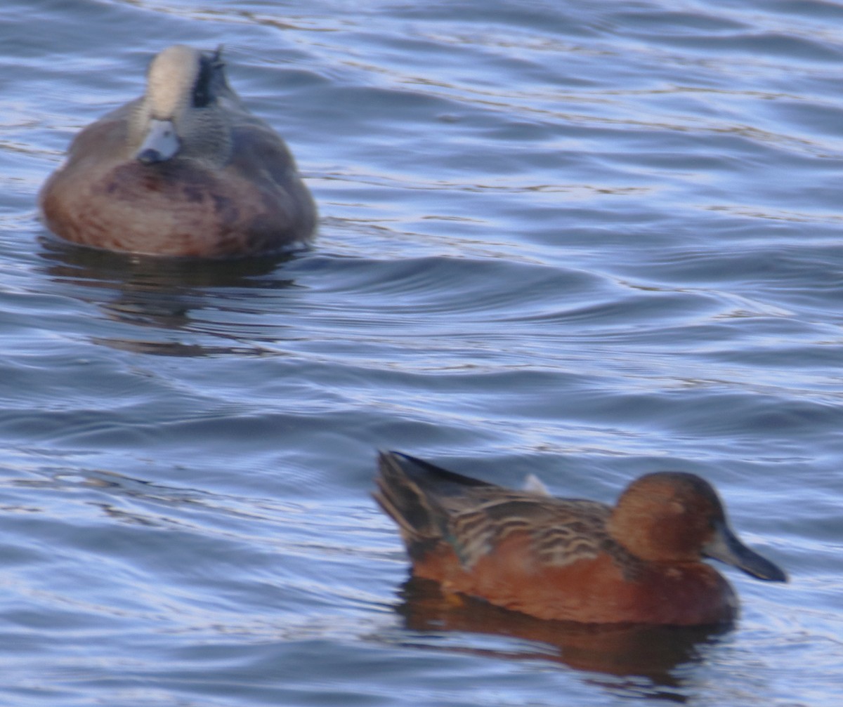 Cinnamon Teal - ML643326423